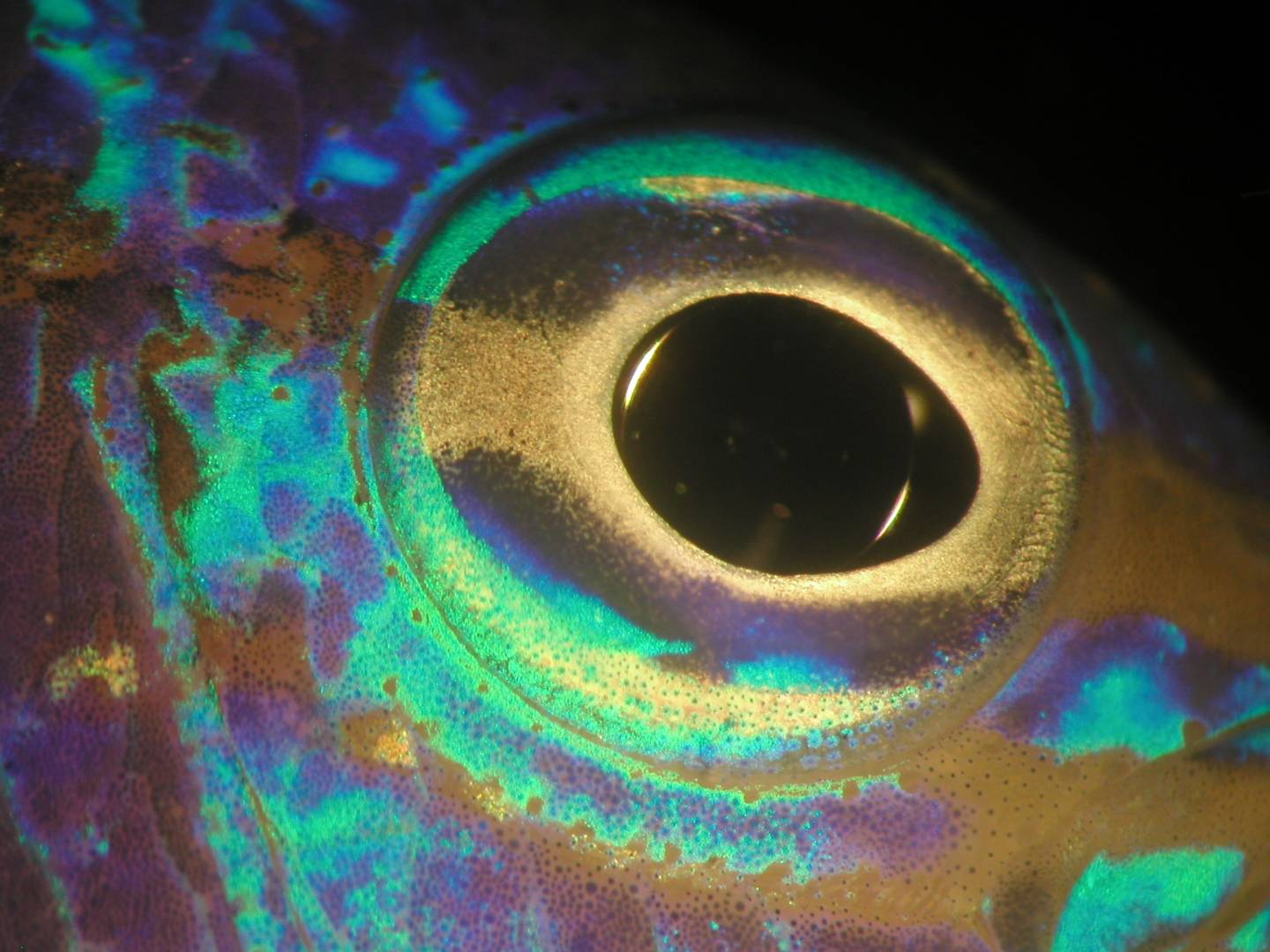 From camouflage to bioluminescent anuses the weird world of fish eyes
