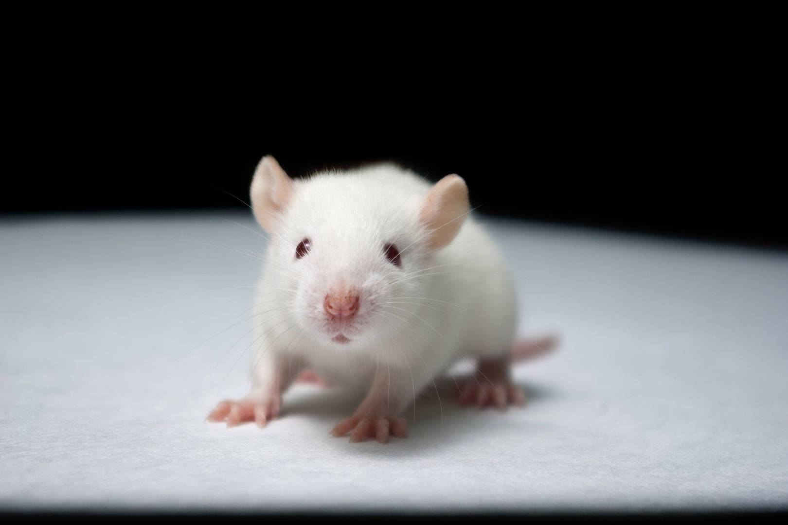 Turns out science's focus on male mammals is really bad for women