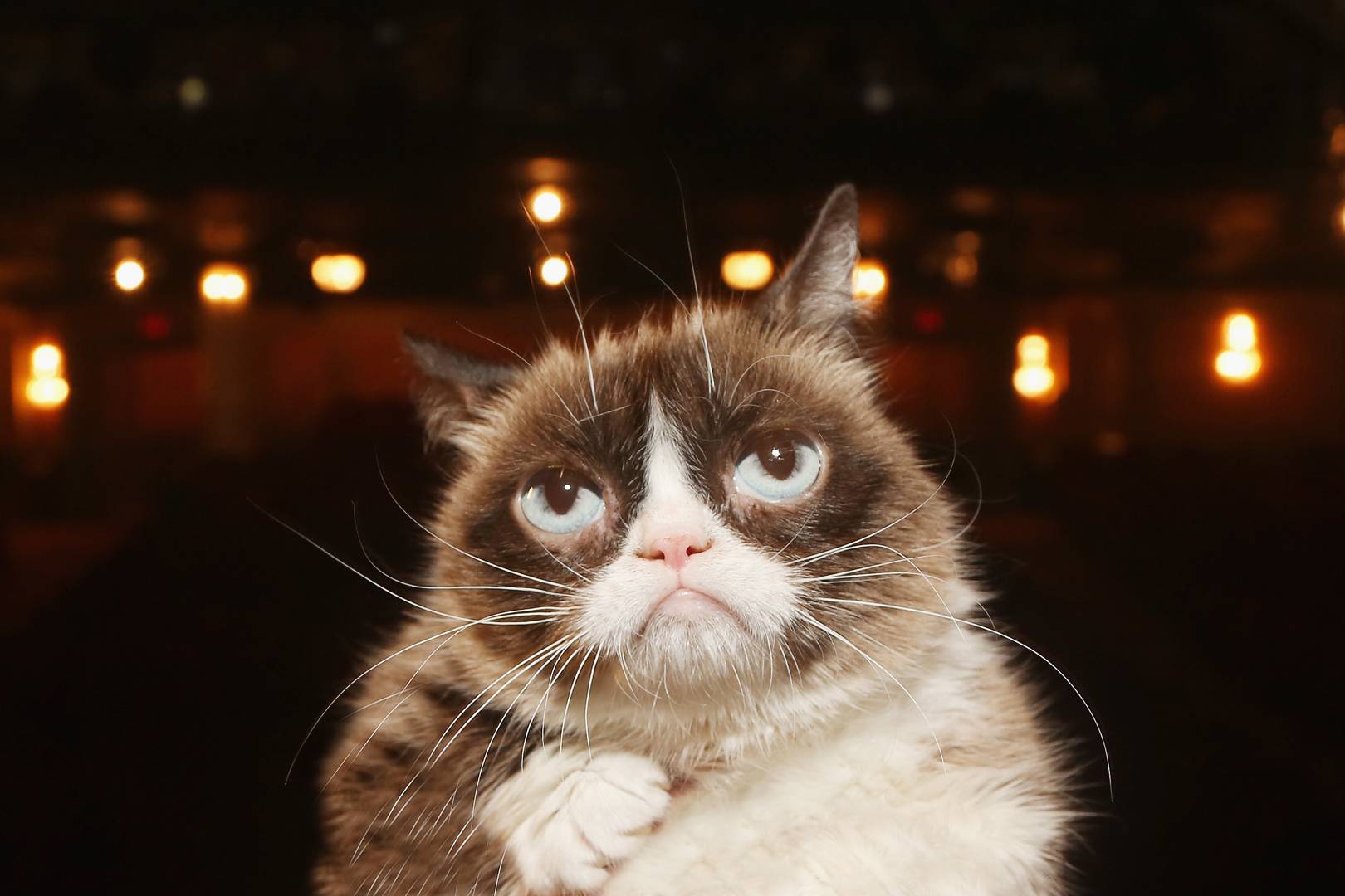 How Grumpy Cat went from feline obscurity to internet sensation