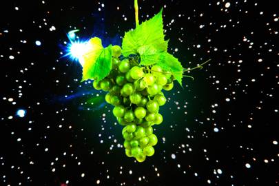 - wired spacegrapes - Scientists are growing grapes in space to save Earth’s wine supply