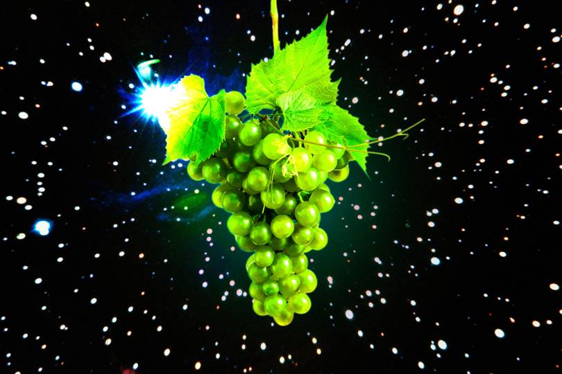 Scientists are growing grapes in space to save Earth's wine supply - Vimarsana News