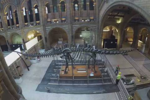 Farewell Dippy! Timelapse shows London's iconic diplodocus being dismantled