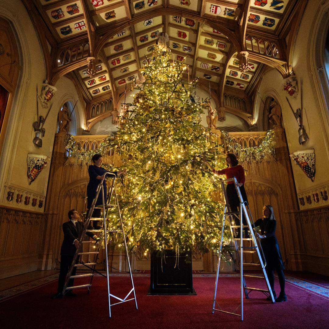 Image: Scientists are edging closer to genetically hacking a Christmas tree that doesn't drop its needles
