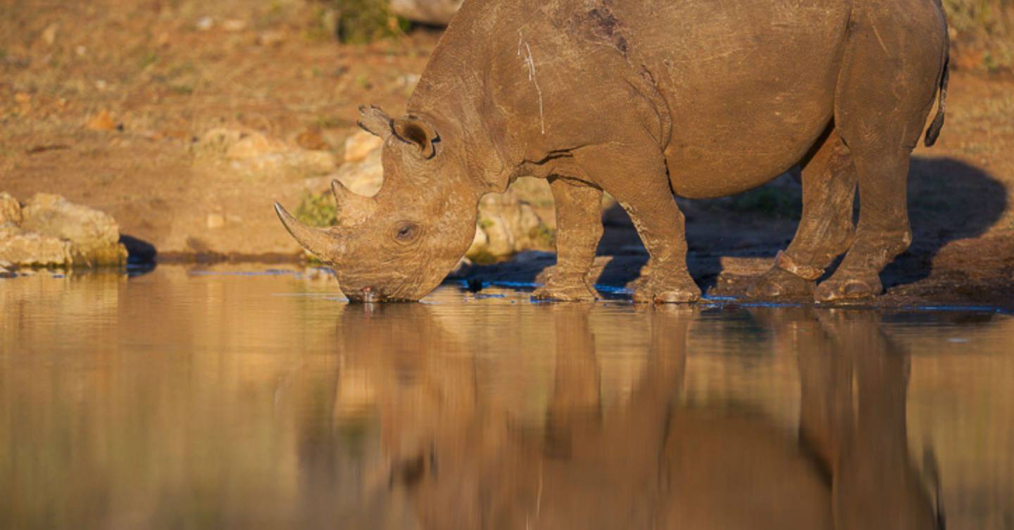 are rhinos extinct are rhinos extinct