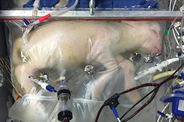 This foetal lamb 'grown' in an artificial womb paves the way for trials on premature babies